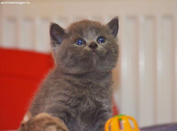 Gyönyörű kék brit rövidszőrű kiscicák!