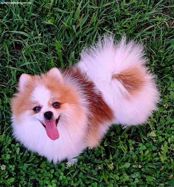 Pomeranian for sale