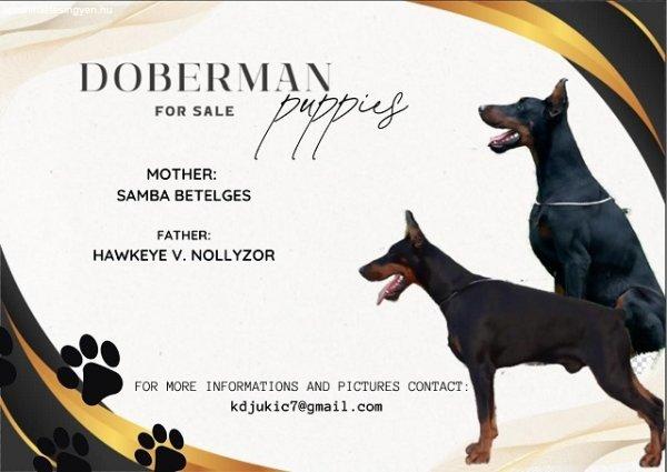 DOBERMAN kölykök