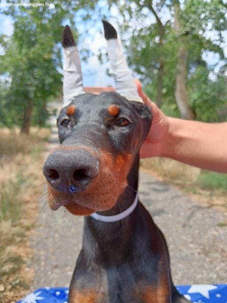 Doberman puppies of both sexes