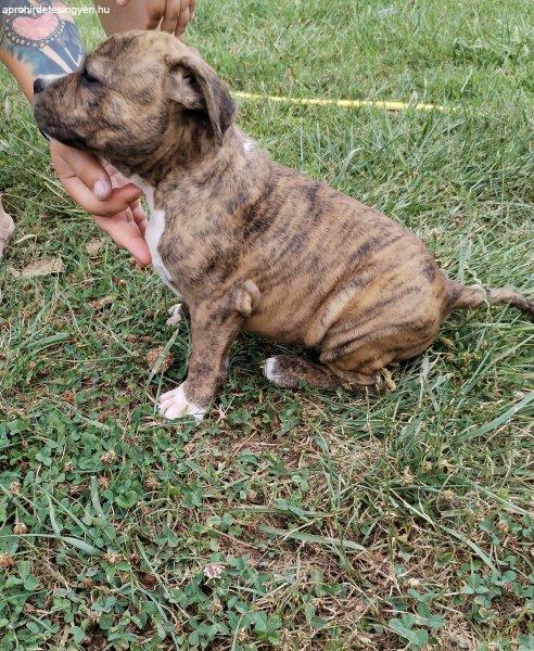 Amerikai staffordshire terrier növendékek várják gazdáj