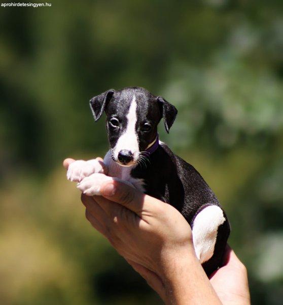 whippet puppies