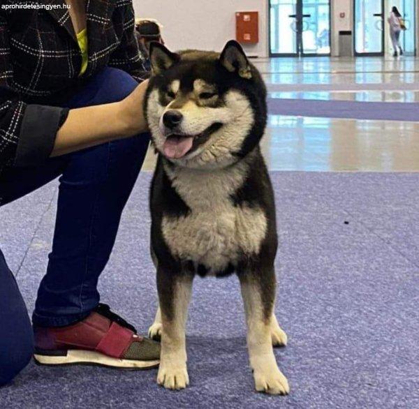 Shiba inu kan fedez