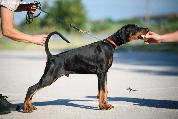 Doberman kölykök