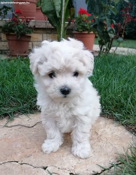 Bichon Havanese kislányok