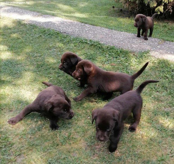 Labrador retriver