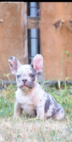 FRENCH BULLDOG - egzotikus színek