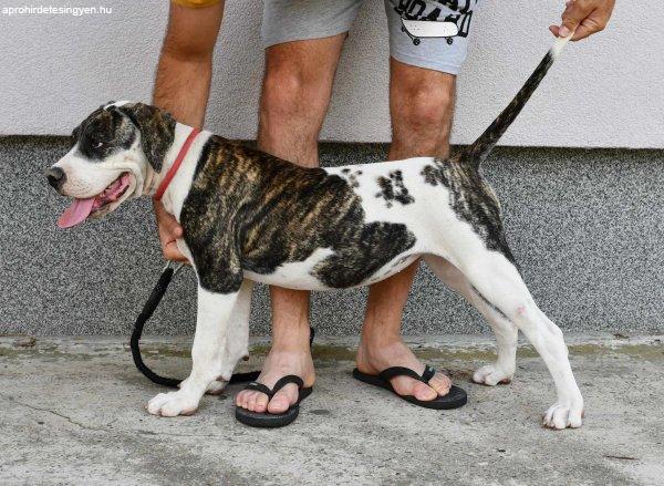 Amerikai bulldog kölykök