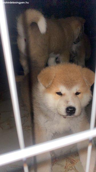 Japanese Akita puppies