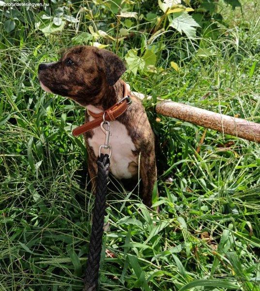 Amerikai staffordshire terrier kicsik várják gazdájukat.