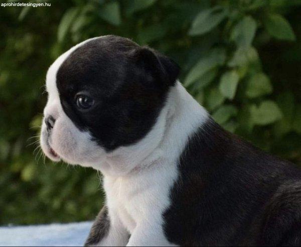 Boston terrier