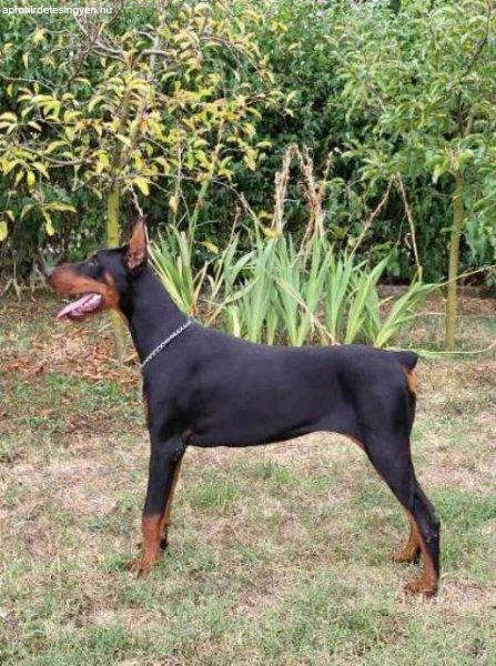 Doberman szuka fiatal kutya