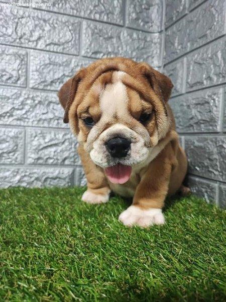 Angol bulldog