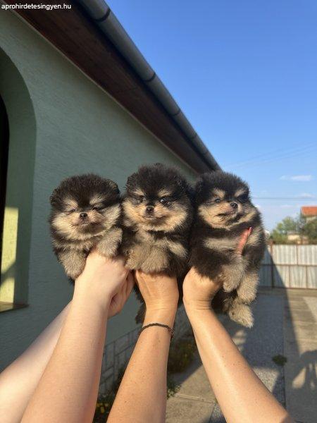 Pomeranian Puppies