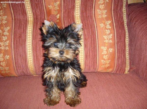 Yorkshire terrier pici méretű 4 hónapos kiskutyák