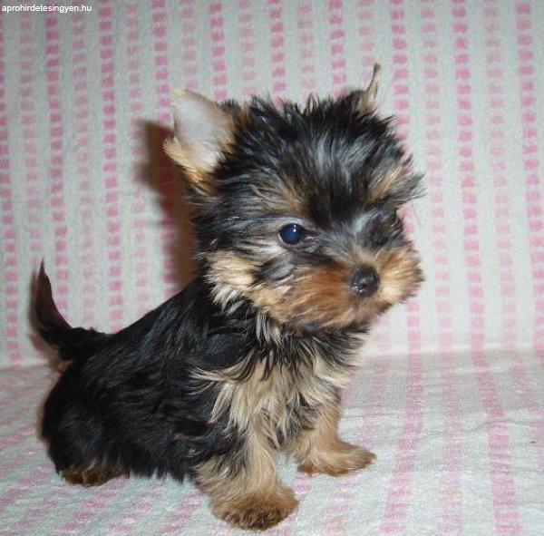 Yorkshire terrier pici méretű  gyönyörű kiskutyák