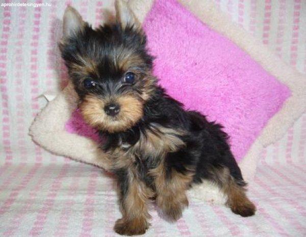 Yorkshire Terrier Pici méretű  tündéri kölykök