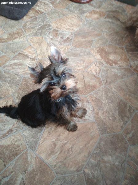 Yorkshire Terrier Pici méretű  tündéri kölykök