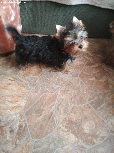 Yorkshire Terrier Pici méretű  tündéri kölykök