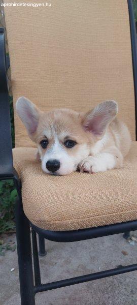 Pembroke walesi corgi kölykök