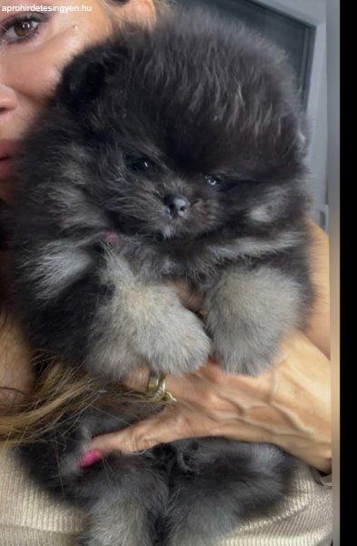 Beautiful Pomeranians BOO