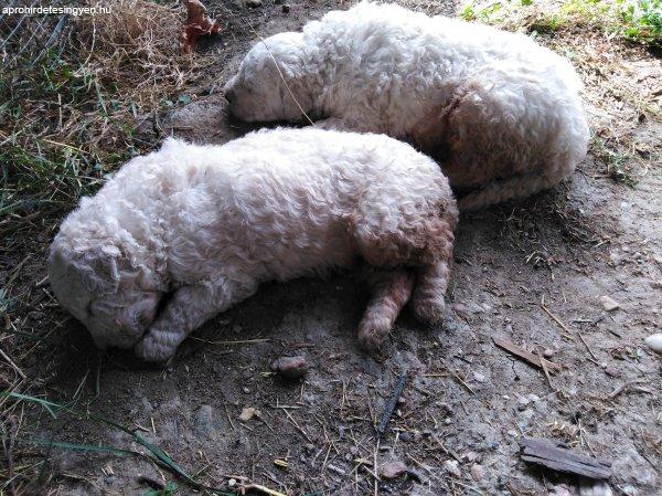 Komondor kölykök