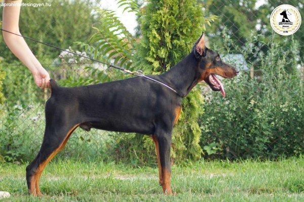 Doberman kölykök