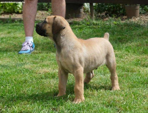 Boerboel (dél-afrikai masztiff) kölykök