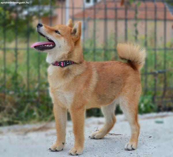 Shiba Inu kölykök