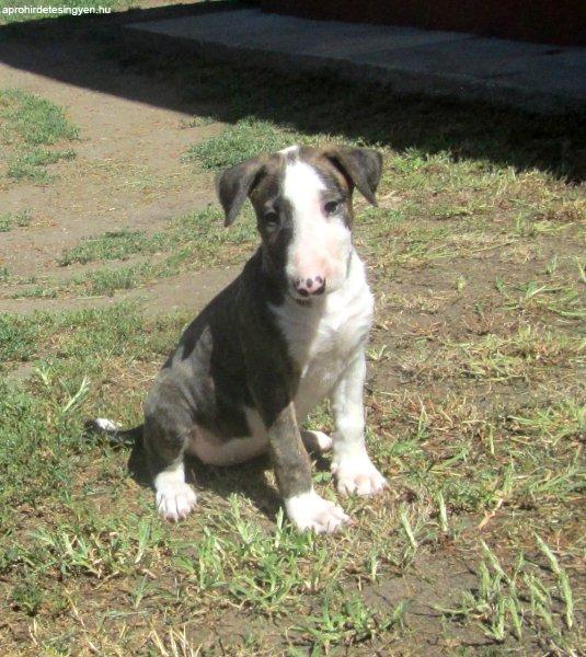 Standard bullterrier kiskutyák eladók!