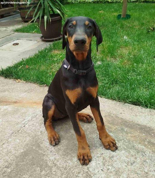 Doberman puppies