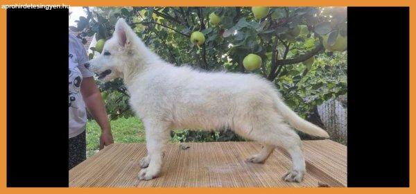 Swiss White Shepherd puppies