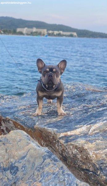 Exotic French Bulldogs