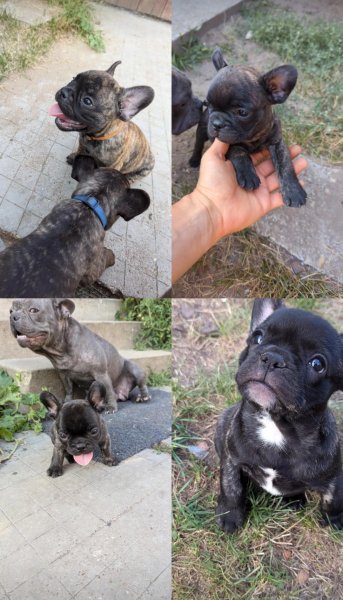 11 hetes francia bulldog kutyusok