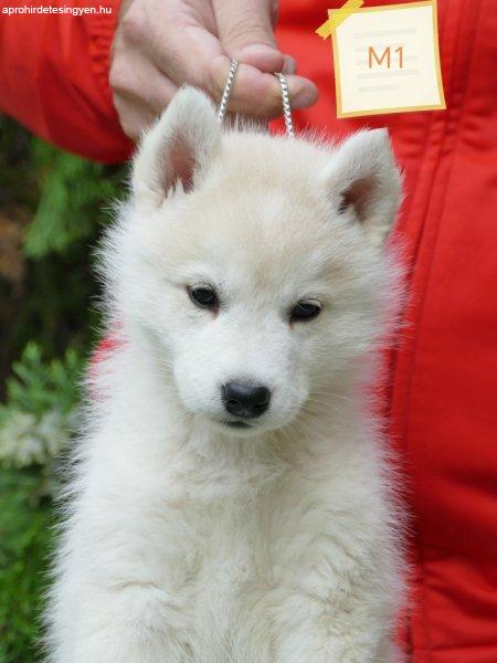 Siberian Husky puppies