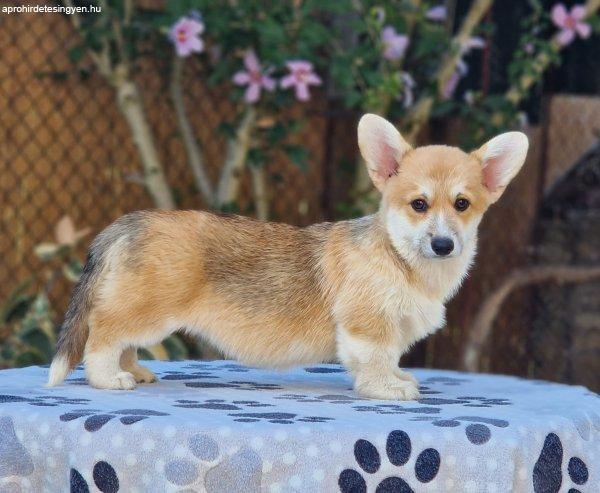 Walesi Corgi Pembroke kiskutyák eladók