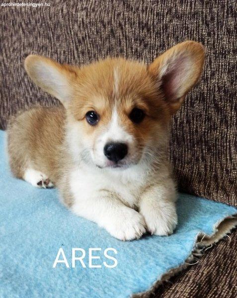 Corgi walesi pembroke