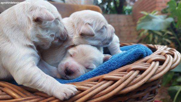 Törzskönyves Golden Retriever kiskutyák eladók! :)