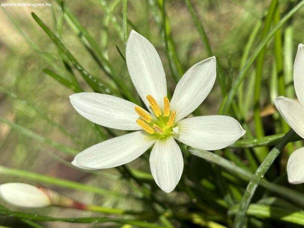 Zefírvirág - konténeres esőliliom Zephyranthes candida