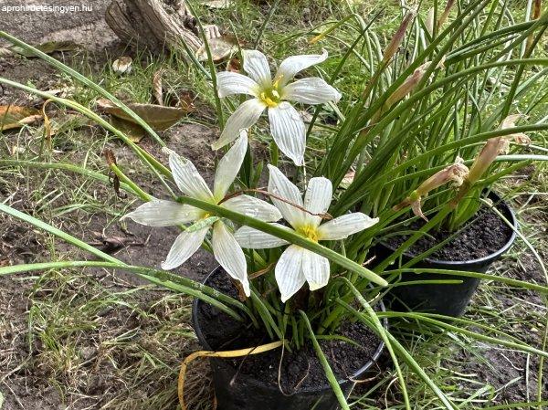 Zefírvirág - konténeres esőliliom Zephyranthes candida