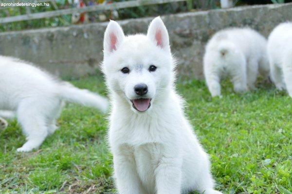 Siberian Husky puppies