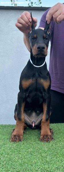 Doberman kölykök