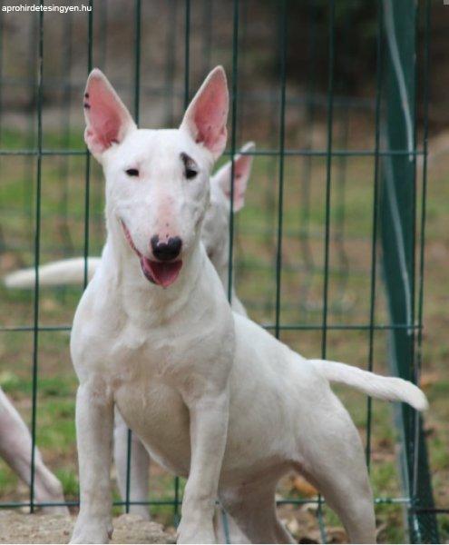 Mini bull terriers