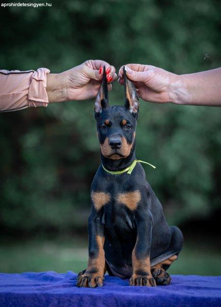 Doberman puppies