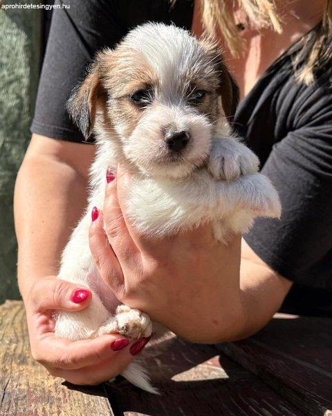 Jack russell terrier rough