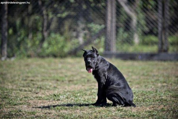 Cane Corso puppies