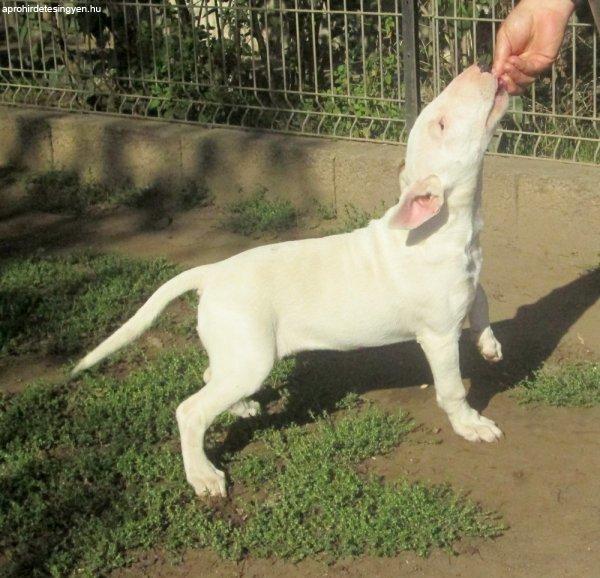 Standard bullterrier kiskutyák eladók!