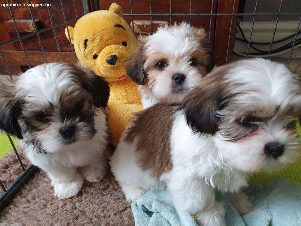 Shih Tzu kölykök