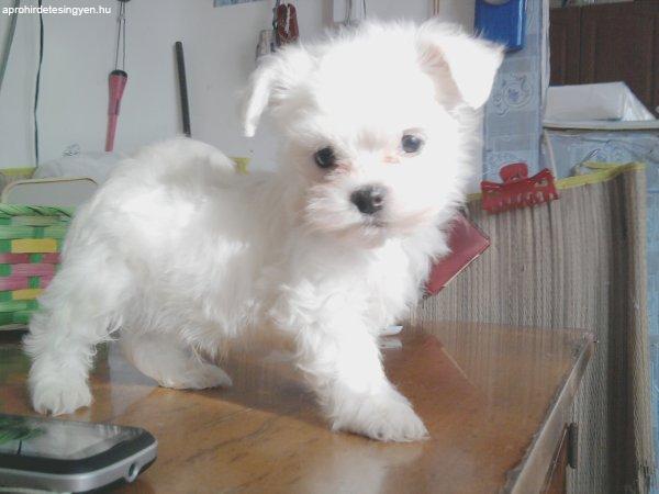 Fehér  Bichon Havanese