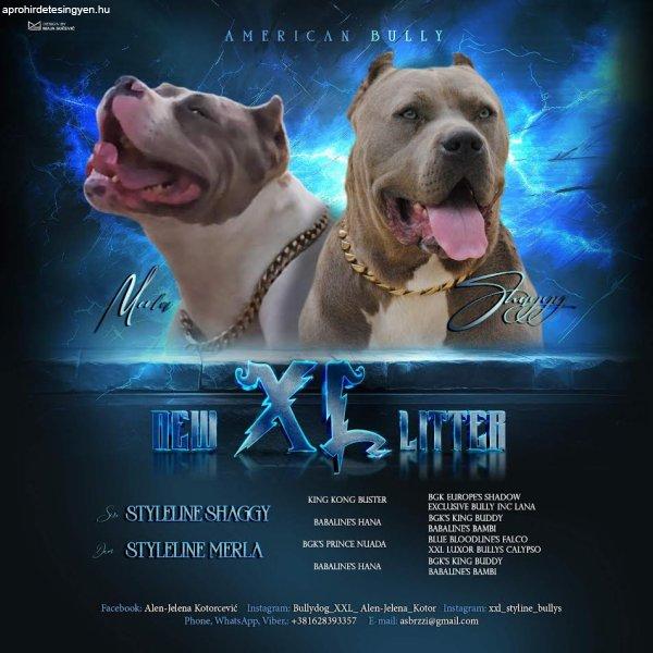 Amerikai bully xl